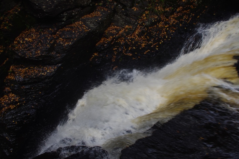 Photo depicting water with golden leaves