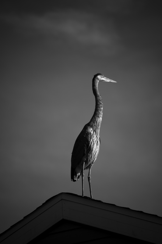 Photo depicting a perched heron